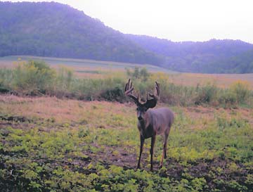 Picture of nice buck on Winnebago Valley Hideaway property