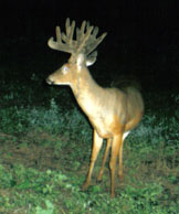 Buck still in velvet taken by deer came and Winnebago Valley Hideaway