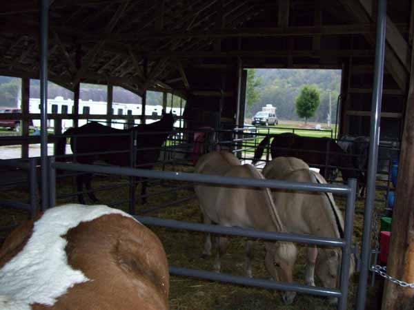 Horses lounging in stable at Winnebago Valley Hideaway