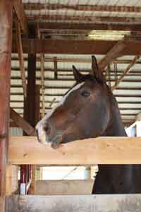 Alert Horse at Winnebago Valley Hideaway