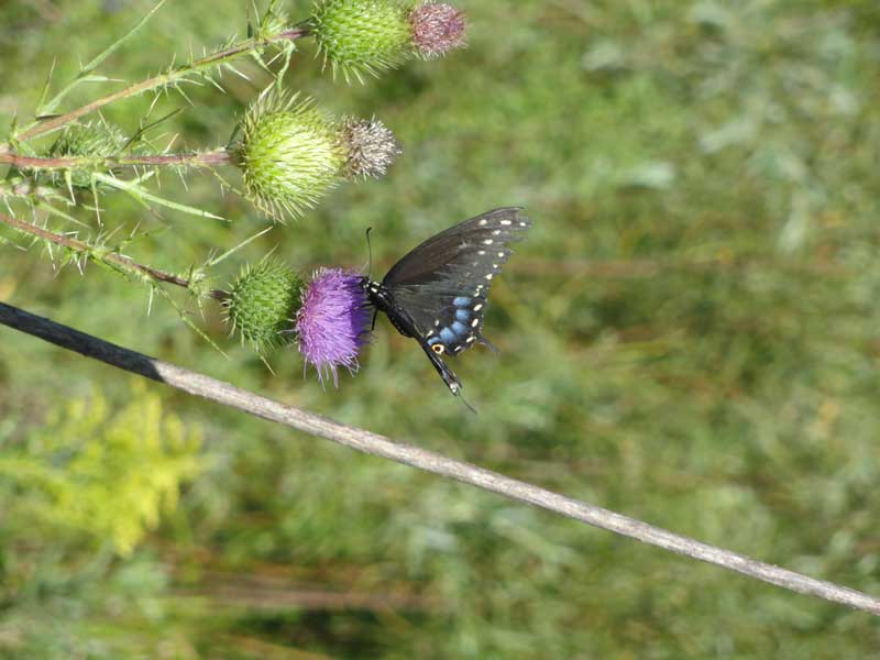 Butterfly at Winnebago Valley Hideaway