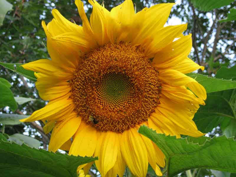 Sunflower at Winnebago Valley Hideaway
