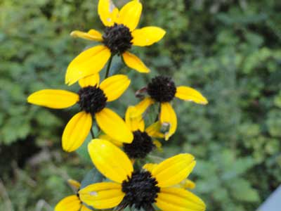 Wild Sunflowers at Winnebago Valley Hideaway